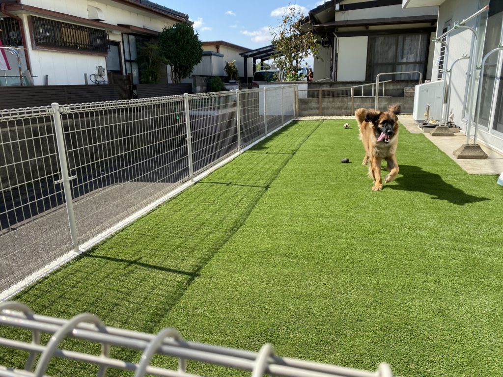 人工芝でドッグラン！🐕