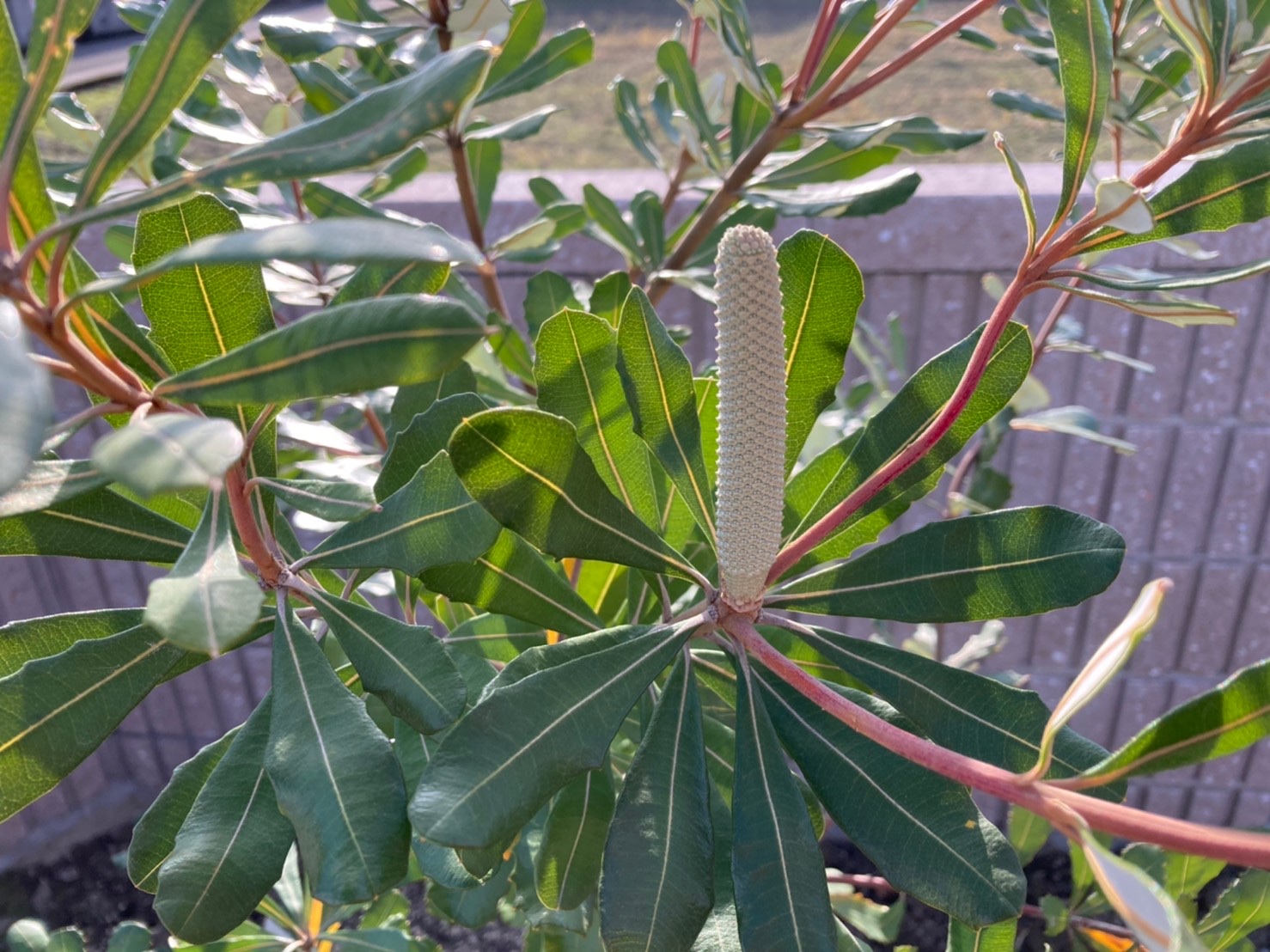 オージープランツがいい感じです🌱