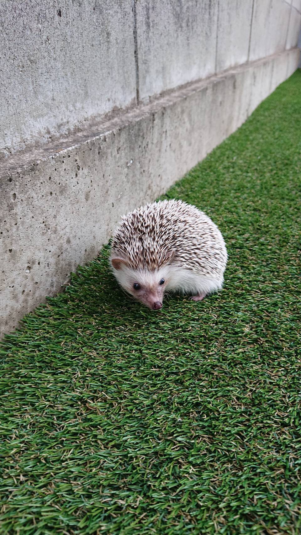 人工芝でハリネズミさん🦔もハッピー♪